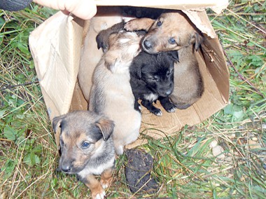 Этим маленьким подкидышам добрые люди подарили жизнь.  фото автора. «усольская газета»