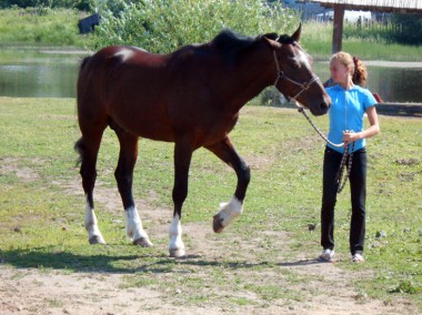 Вот такие четвероногие красавцы прославляют усольскую землю. фото автора. «усольская газета»